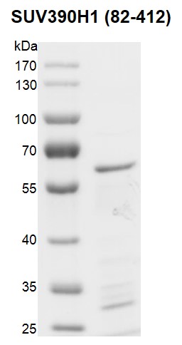 Recombinant SUV39H1 (82-412) protein 10% SDS-PAGE Coomassie staining MW: 64.6 kDa Purity: > 78% 	