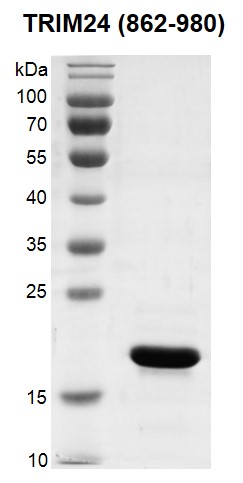 Recombinant TRIM24 (862-980) protein gel.TRIM24 (862-980) protein was run on a 12% SDS-PAGE gel and stained with Coomassie Blue. MW: 18.8 kDa Purity: > 95%	