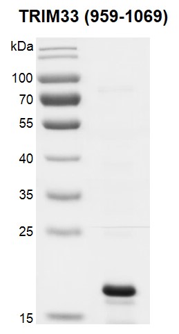 Recombinant TRIM33 (959-1069) protein gel. TRIM33 (959-1069) protein was run on a 12.5% SDS-PAGE gel and stained with Coomassie Blue. MW: 17.7 kDa Purity: >80%