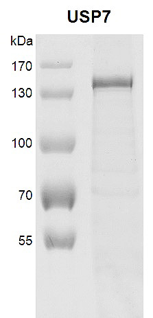 Recombinant USP7 protein gel 8% SDS-PAGE gel stained with Coomassie Blue MW: 131.3 kDa Purity: >80%