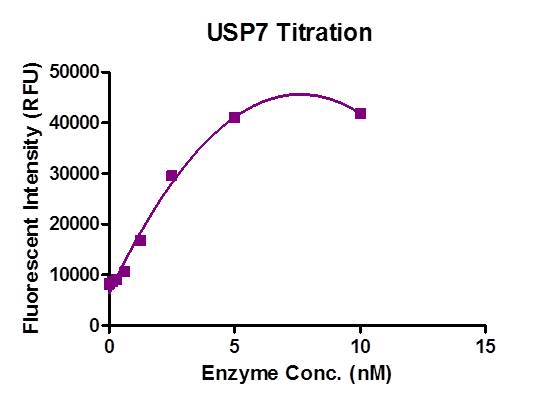 DUB-Detector assay (Cat. No. 40110) for USP7 protein activity 100 nM Fluorescent Substrate was incubated with different concentration of USP7 protein for 1 hour at room temperature. The fluorescent intensity of the reaction was measured with an excitation wavelength of 485 nm and an emission wavelength of 535nm.