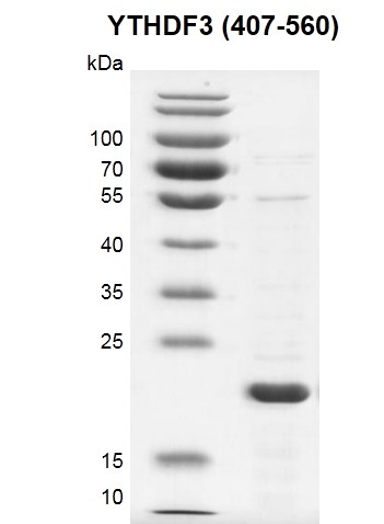 Recombinant YTHDF3 (407-560) SDS PAGE gel 12.5% SDS-PAGE gel with Coomassie Bluestaining MW: 22.6 kDa Purity: >80% 	