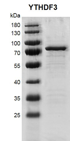 Recombinant YTHDF3 protein gel 10% SDS-PAGE with Coomassie blue staining MW: 65.8 kDa Purity: >90%