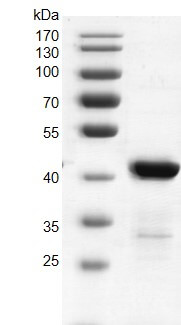 Recombinant beta-Glucosyltransferase protein 10% SDS-PAGE gel with Coomassie Blue staining MW: 42.8 kDa Purity: ≥90%