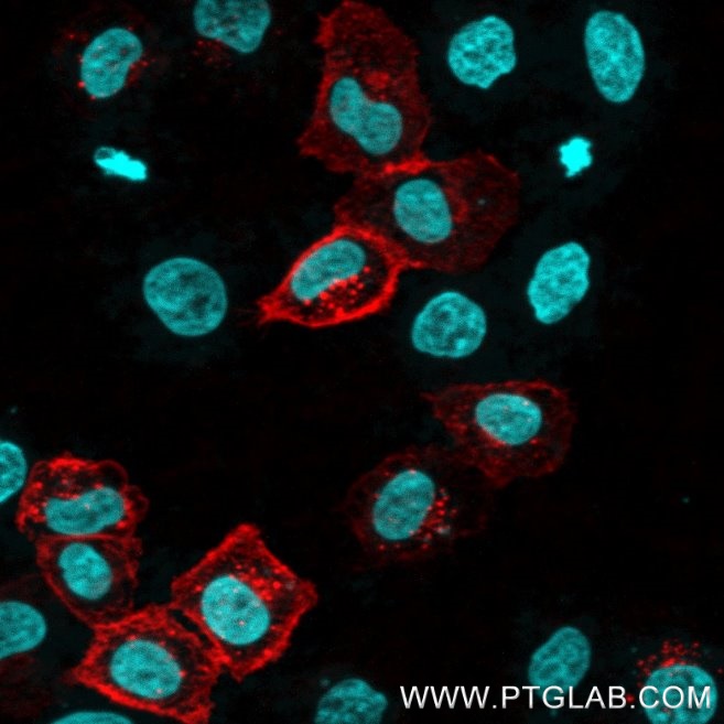 HeLa cells transfected with human CTLA-4 were immunostained with CoraLite® Plus 555 conjugated CTLA-4 VHH (1:500, red). Nuclei were stained with DAPI (cyan). Epifluorescence images were acquired with a 40x objective and post-processed. 
Comment: Immunostaining with CL555-ctl can be performed live or after formaldehyde fixation.