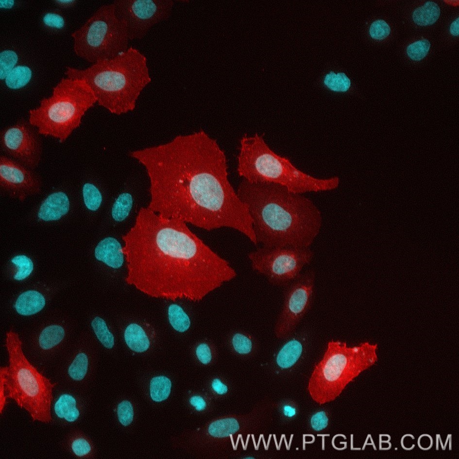 HeLa cells transfected with human FLT-3 were immunostained with CoraLite Plus 555 conjugated FLT3 VHH (1:500, red). Nuclei were stained with DAPI (blue or cyan). Epifluorescence images were acquired with a 20x objective and post-processed. 
Comment: Immunostaining with CoraLite Plus 555 conjugated FLT3 VHH can be performed live or after formaldehyde fixation.
