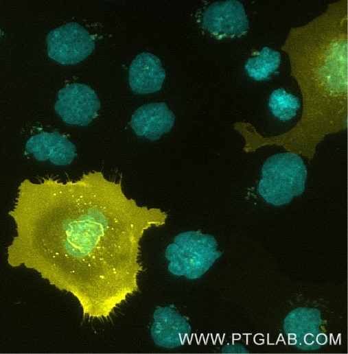 A431 cells transfected with human PD-L1 were immunostained with CoraLite® Plus 555 conjugated-PD-L1 VHH (CL555-pdlo) (1:1000, yellow). Nuclei were stained with DAPI (cyan). Epifluorescence images were acquired with a 20x objective and post-processed.
 
Comment: Immunostaining with CL555-pdlo can be performed live or after formaldehyde fixation.