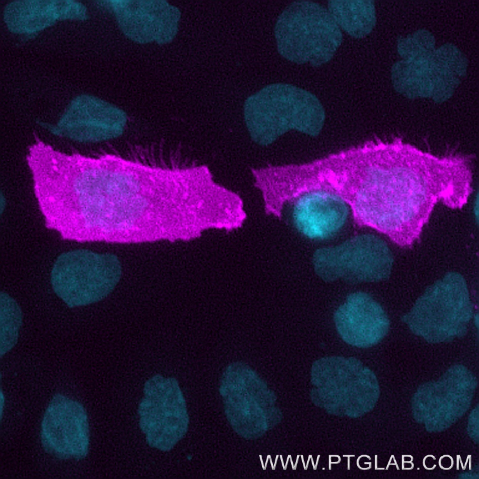 1x10^6 PHA-treated (3d) human PBMCs were surface stained with CL405 CD3 (CL405-65151) then fixed and permeabilized and stained with 0.5ug CoraLite® Plus 647 conjugated CTLA-4 VHH (CL647-ctl). Right: 1x10^6 PHA-treated (3d) human PBMCs were fixed and permeabilized then stained with 0.5ug CoraLite® Plus 647 conjugated CTLA-4 VHH (CL647-ctl) (red) or unstained (blue). 1X10^6 untreated human PBMCs were fixed and permeabilized then stained with 0.5ug CoraLite® Plus 647 conjugated CTLA-4 VHH (CL647-ctl) (black dashed). Cells were treated with FC Receptor Block prior to staining. Cells were fixed and permeabilized using Transfripction Factor Staining Buffer Kit (PF00011). Lymphocytes were gated.