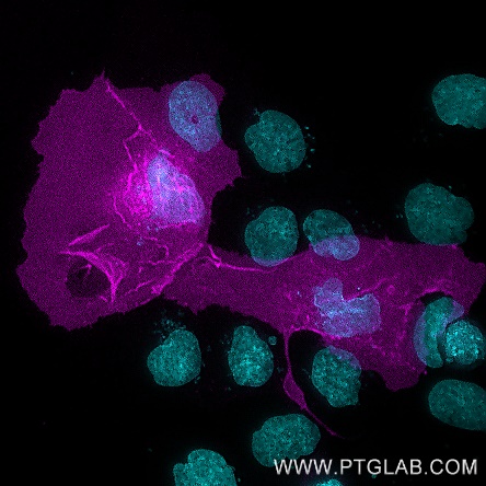 A431 cells transfected with human PD-L1 were immunostained with CoraLite® Plus 647 conjugated-PD-L1 VHH (1:1000, magenta). Nuclei were stained with DAPI (cyan). Epifluorescence images were acquired with a 20x objective and post-processed. 
Comment: Immunostaining with CL647-pdlo can be performed live or after formaldehyde fixation.