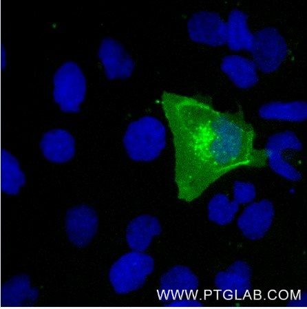 1x10^6 PHA-treated (3d) human PBMCs were surface stained with CL405 CD3 (CL405-65151) then fixed and permeabilized and stained with 1ug FITC Plus conjugated CTLA-4 VHH (FITC-ctl). Right: 1x10^6 PHA-treated (3d) human PBMCs were fixed and permeabilized then stained with 1ug FITC Plus conjugated CTLA-4 VHH (FITC-ctl) (red) or unstained (blue). 1X10^6 untreated human PBMCs were fixed and permeabilized then stained with 1ug FITC Plus conjugated CTLA-4 VHH (FITC-ctl) (black dashed). Cells were treated with FC Receptor Block prior to staining. Cells were fixed and permeabilized using Transfripction Factor Staining Buffer Kit (PF00011). Lymphocytes were gated.