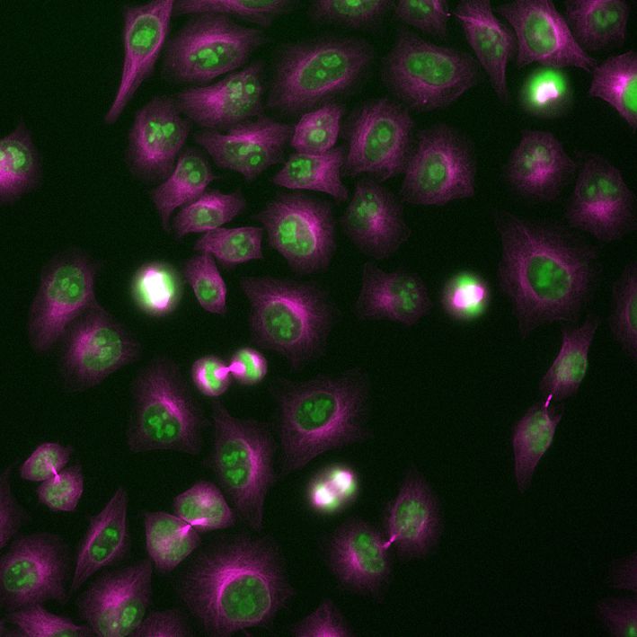 Immunofluorescence of HeLa: PFA-fixed HeLa cells were stained with anti-Ki67 labeled with FlexAble CoraLite® 488 Kit (KFA021, green) and anti-Tubulin alpha labeled with FlexAble CoraLite® Plus 650 Kit (KFA023, magenta). Epifluorescence images were acquired with a 20x objective and post-processed.
