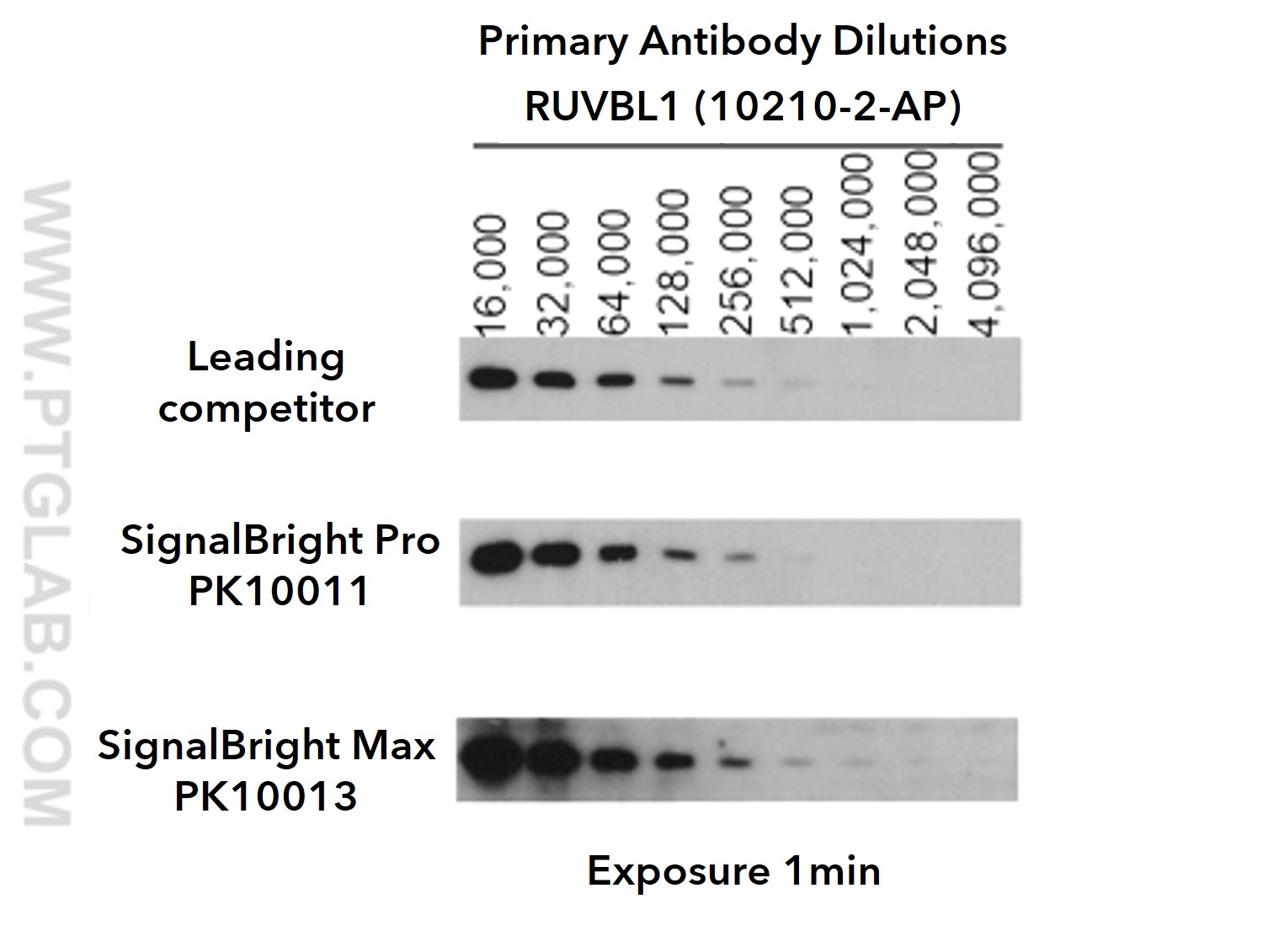 Serial dilutions of RUVBL primary antibody (10210-2-AP)
<br>Primary: Proteintech RUVBL1 (10210-2-AP) at various dilutions (see image)
<br>Secondary: Proteintech HRP-conjugated Affinipure Goat Anti-Rabbit IgG (SA00001-2); 1:6,000
<br>Exposure time: 1 min 
<br>Chemiluminescent substrates from leading competitor, SignalBright Pro (PK10011), SignalBright Max (PK10013)