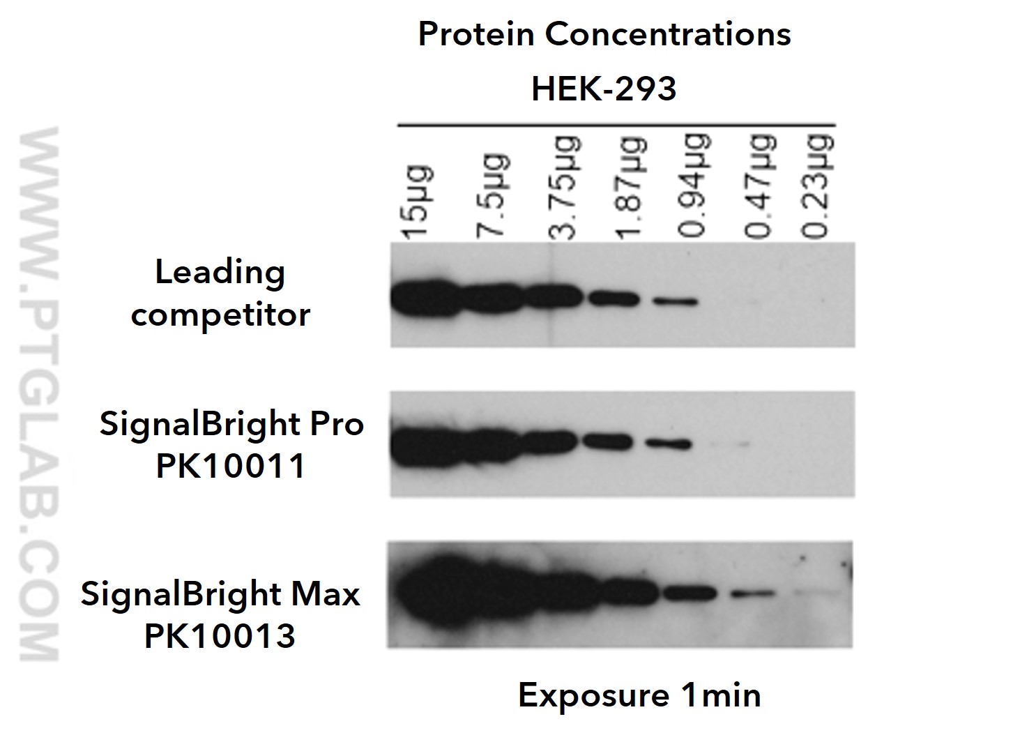 Serial dilutions of HEK-293 cell lysates
<br>Primary: Proteintech RUVBL1 (10210-2-AP); 1:8,000
<br>Secondary: Proteintech HRP-conjugated Affinipure Goat Anti-Rabbit IgG (SA00001-2); 1:6,000
<br>Exposure time: 1 min 
<br>Chemiluminescent substrates from leading competitor, SignalBright Pro (PK10011), SignalBright Max (PK10013)