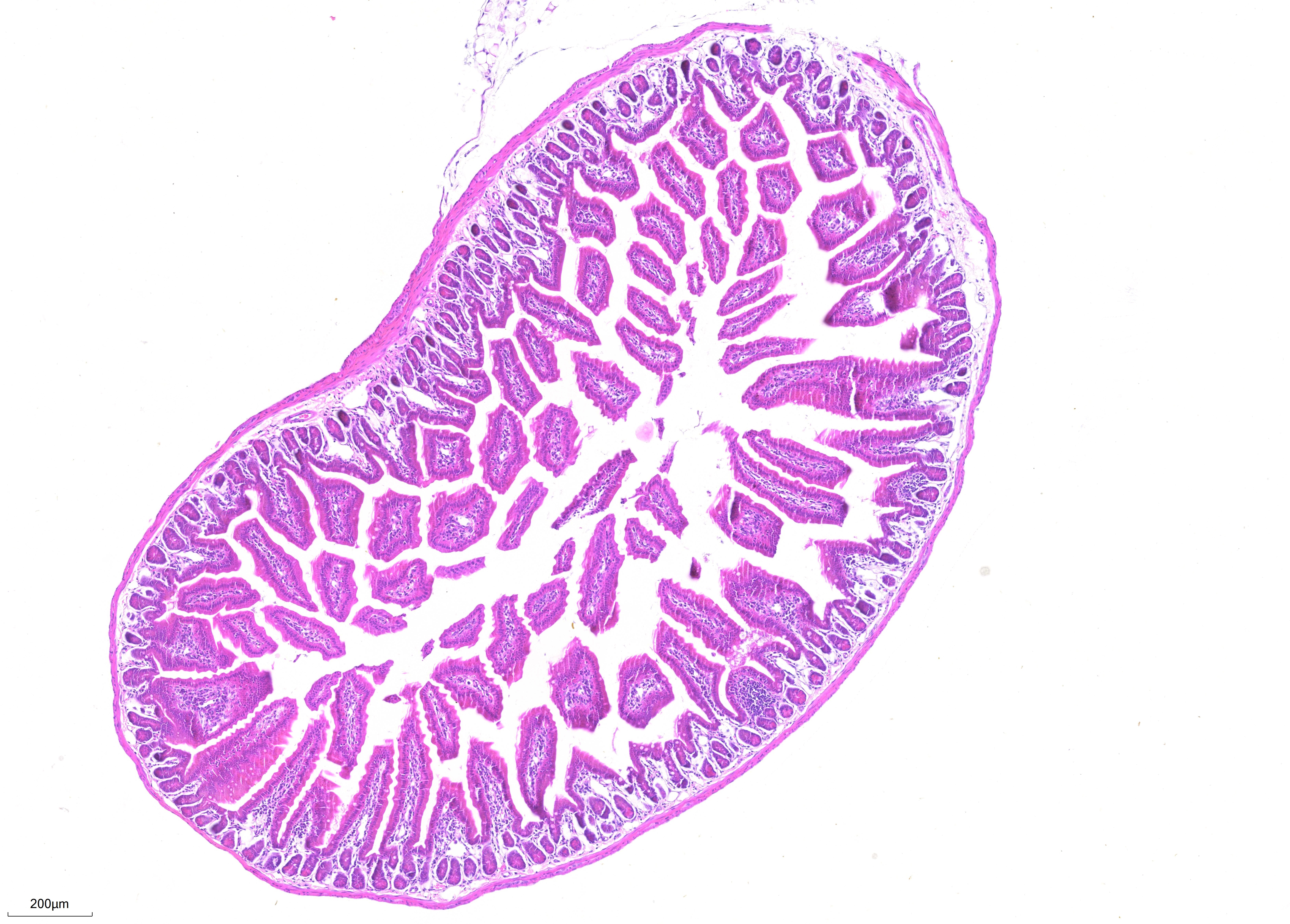 FFPE mouse small intestine tissue was stained with PK10031 (H&E Staining Kit.
