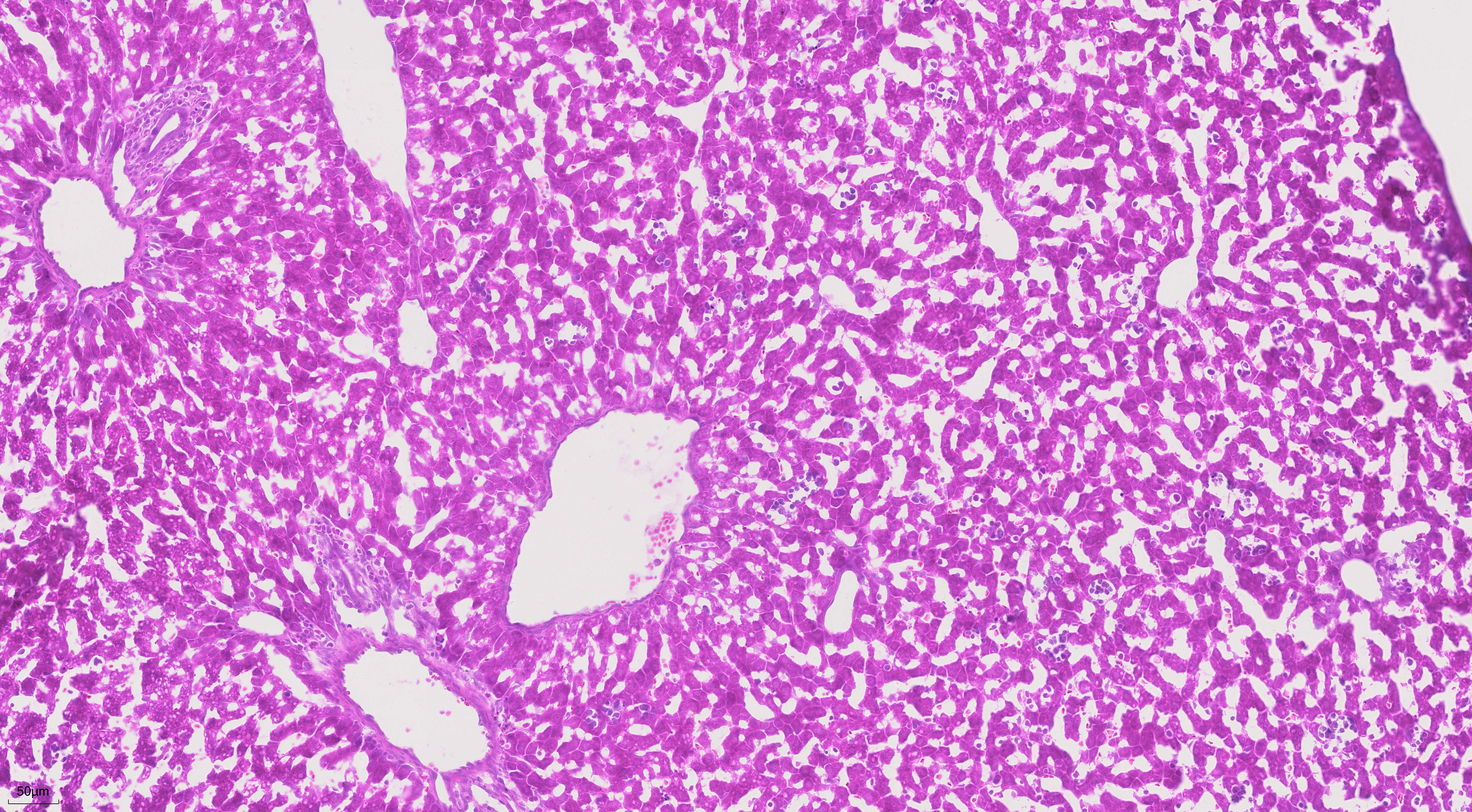 Frozen mouse liver tissue was stained with PK10031 (H&E Staining Kit).