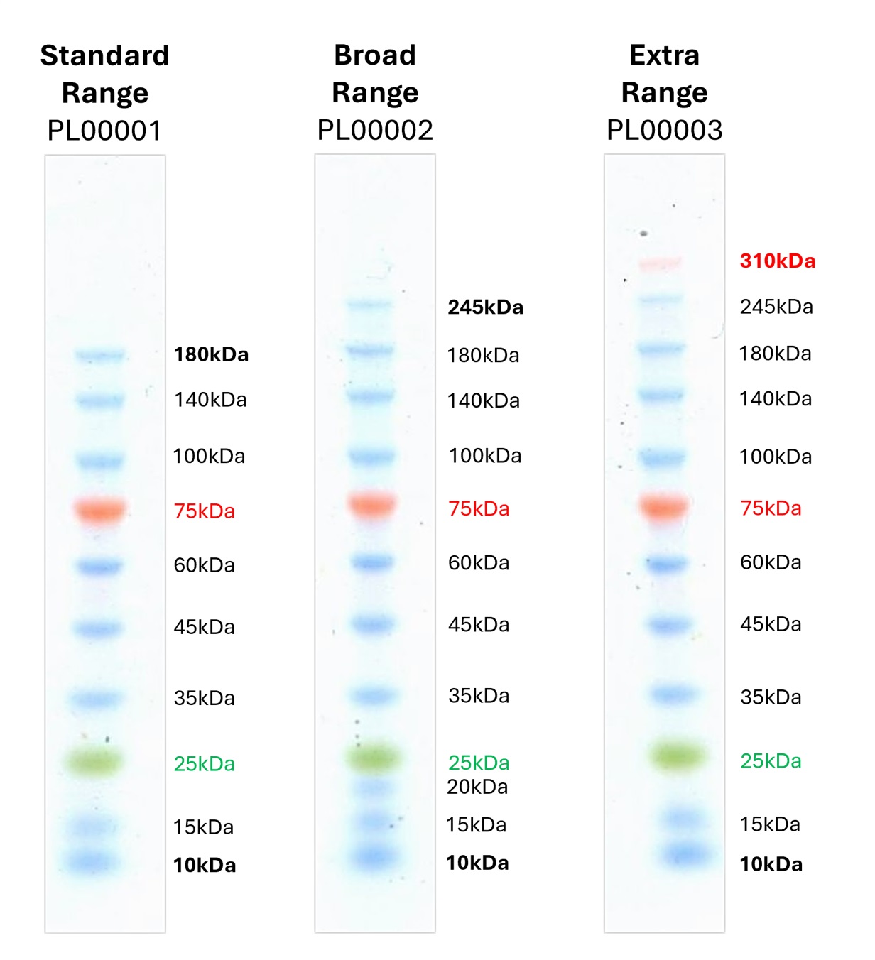 The prestained protein ladders were resolved in an 8-16% Tris-glycine gel (SDS-PAGE). The image shows a comparison of the migration patterns on the gel for our standard (PL00001), broad (PL00002), and extra broad (PL00003) range ladders.