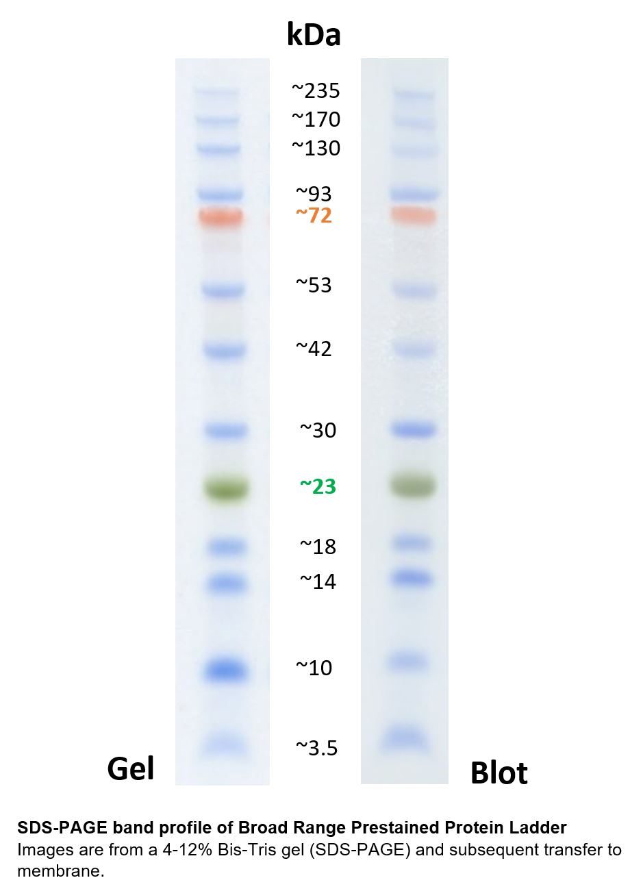 Resolution of the broad range prestained protein ladder in a 4-12% Bis-Tris gel (SDS-PAGE). The image shows the migration pattern in the gel and after transfer to a PVDF membrane.
