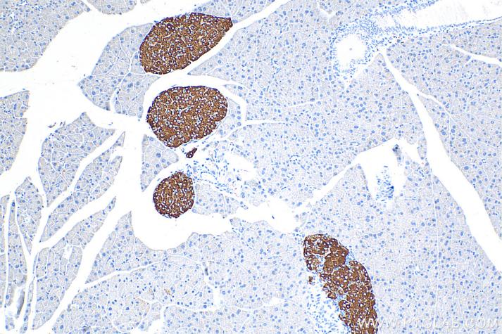 IHC analysis of mouse pancreas tissue with Proteintech’s Synaptophysin rabbit polyclonal antibody (17785-1-AP). Heat-induced epitope retrieval was performed using Tris-EDTA Antigen Retrieval Buffer  (PR30002). 
