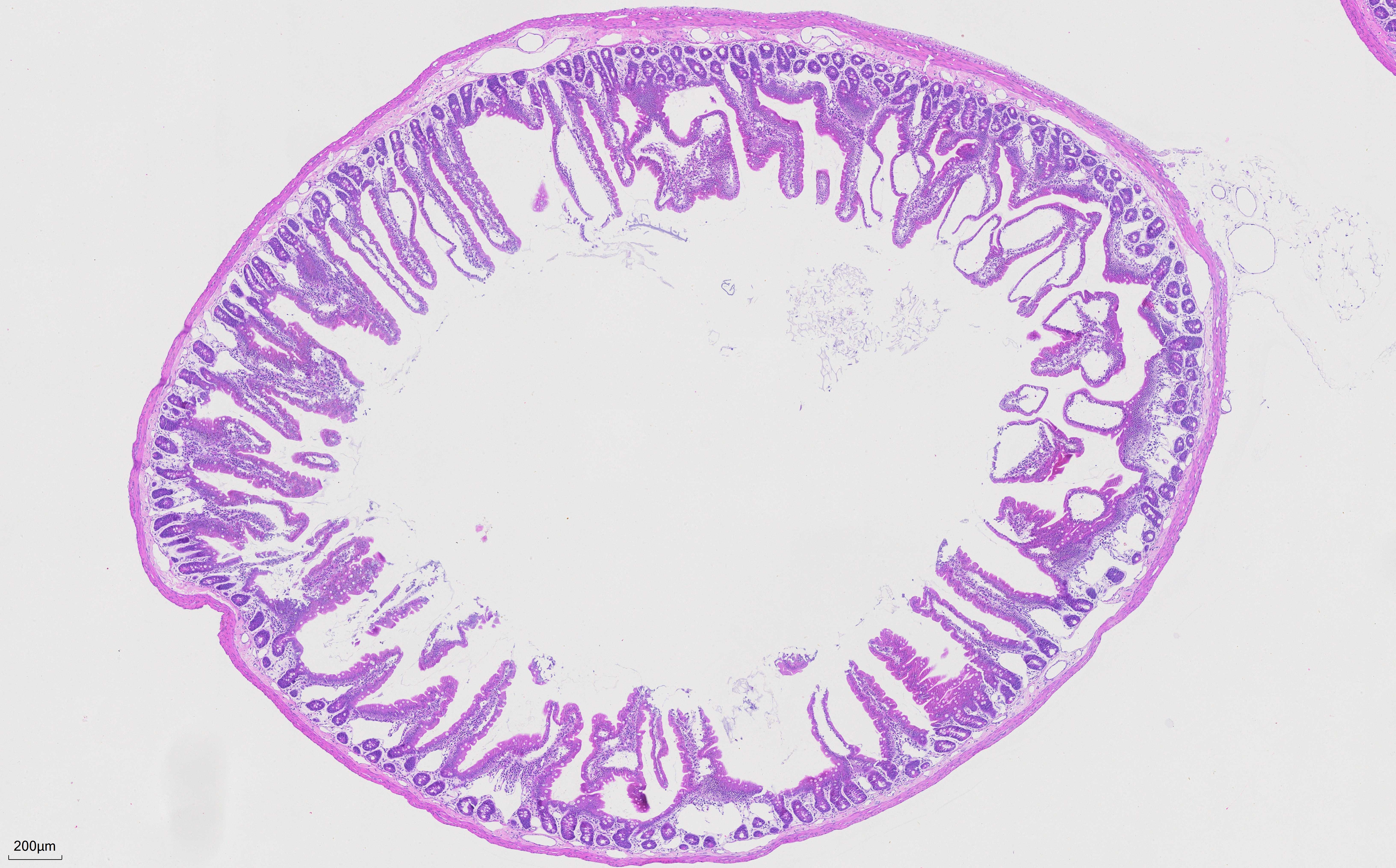 FFPE rat small intestine tissue was stained with PR30004 (Mayer's Hematoxylin Solution) and PR30019 (Eosin Staining Solution).
