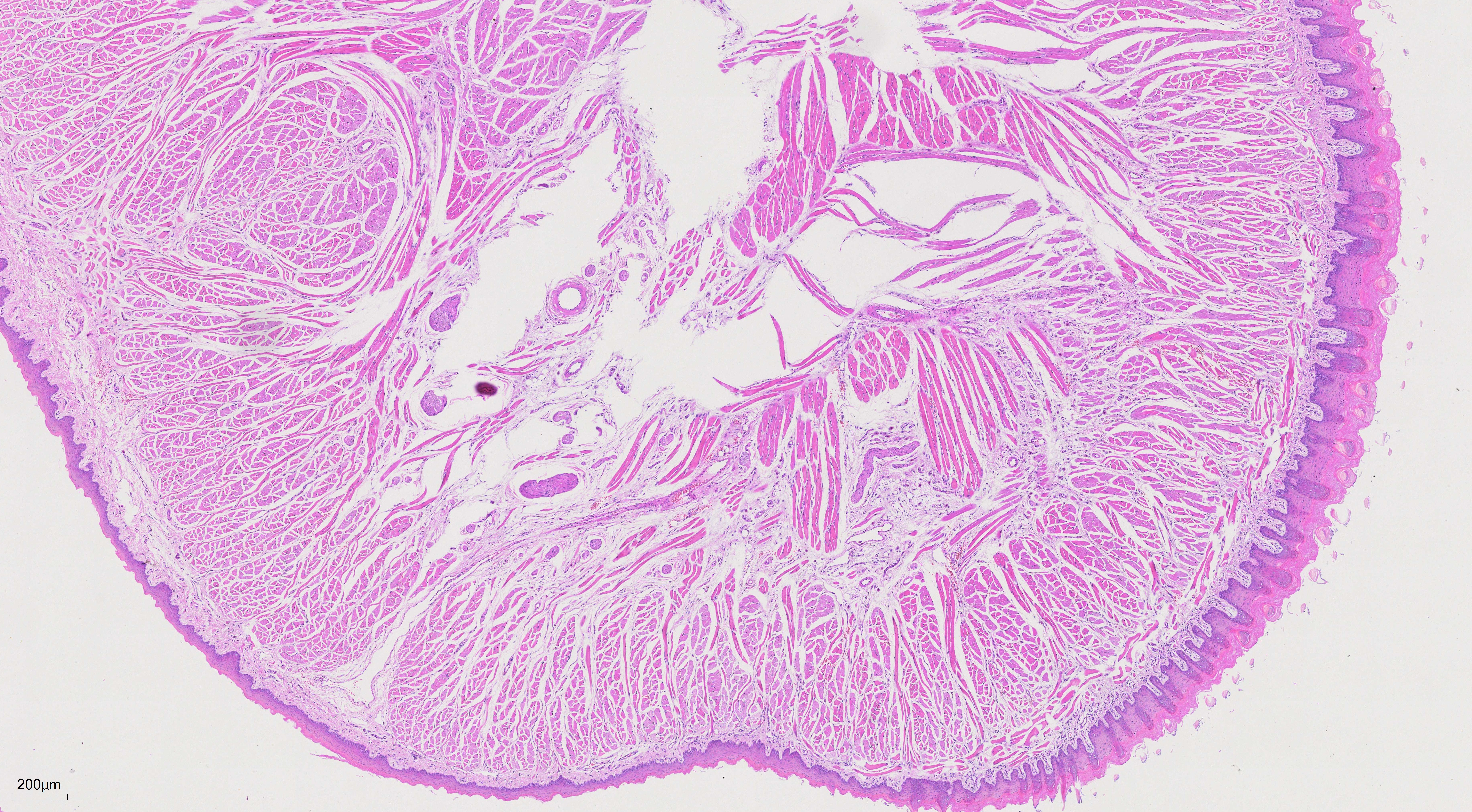 FFPE rat tongue tissue was stained with PR30004 (Mayer's Hematoxylin Solution) and PR30019 (Eosin Staining Solution).
