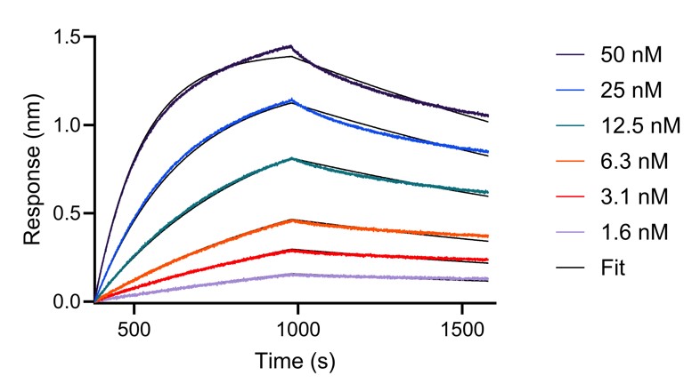 BLI analysis of the interaction between varying concentrations of anti-FGFbasic-TS VHH and immobilised, biotinylated HumanKine FGFbasic-TS (HZ-1285). Fit indicates fitting of data to a 1:1 binding model.
