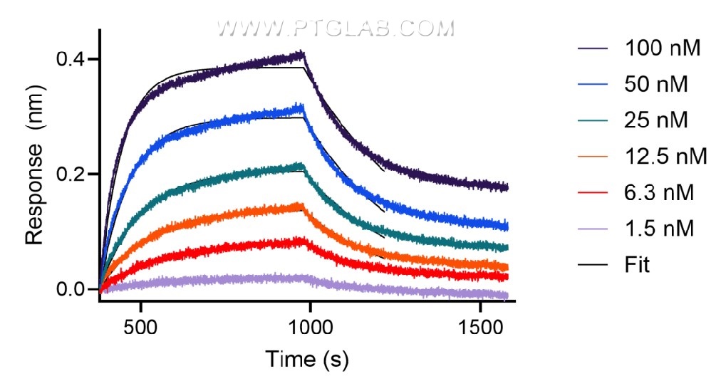 The affinity of anti-human CTLA recombinant VHH towards human CTLA was determined using biolayer interferometry (BLI). Biotinylated, recombinant human CTLA  was immobilized on Streptavidin biosensors and assayed with 1.5 to 100 nM of FITC Plus conjugated-CTLA VHH (FITC-ctl). Fit indicates a 1:1 binding model fitted to the data.