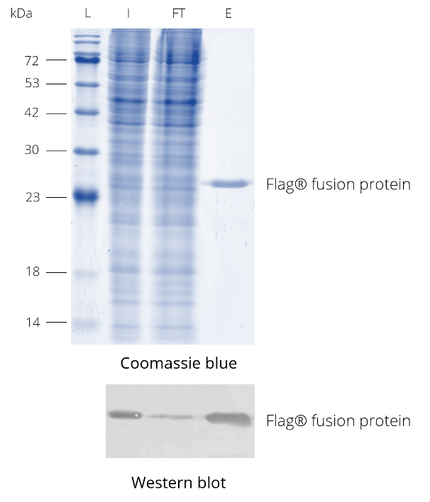 DYKDDDDK Fab-Trap™ was used for immunoprecipitation of Flag®-tagged protein from HEK293T cell lysate. During elution with 3xDYKDDDDK-peptide (fp-1) the enriched Flag® fusion protein is released from DYKDDDDK Fab-Trap™. Western blot was probed with DYKDDDDK tag Polyclonal antibody (Binds to FLAG® tag epitope) (Proteintech, 20543-1-AP) and Nano-Secondary® alpaca anti-human IgG/anti-rabbit IgG, recombinant VHH, Alexa Fluor® 488 [CTK0101, CTK0102] (srbAF488-1). L: Prestained protein marker (Proteintech, PL00001), I: Input, FT: Flow-Through, E: Elution.