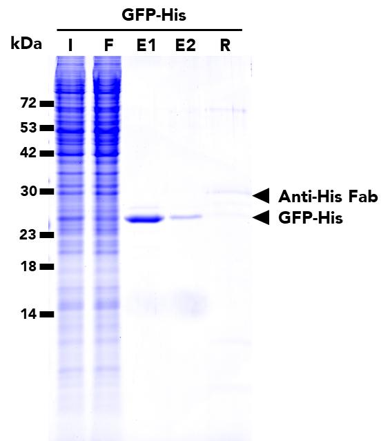 IP of GFP-His fusion protein from transfected HEK293T cells using His Fab-Trap® Agarose (hfa) followed by a two-step elution with His-Peptide (hp). I: Input, F: Flow-Through, E1: 1st elution, E2: 2nd elution, R: Residual.