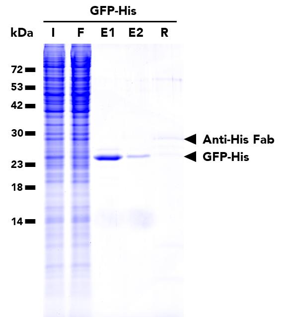 IP of GFP-His fusion protein from transfected HEK293T cells using His Fab-Trap® Magnetic Agarose (hfma) followed by a two-step elution with His-Peptide (hp). I: Input, F: Flow-Through, E1: 1st elution, E2: 2nd elution, R: Residual.