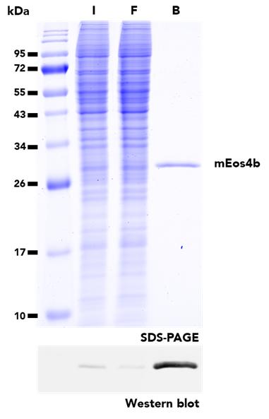 IP of mEos4b protein from transfected HEK293T cells using mEos-Trap Agarose. I: Input, F: Flow-Through, B: Bound. 