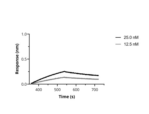 BLI binding kinetics of SARS-CoV-2 Spike Recombinant VHH [NM1220] to RBD. Biotinylated RBD was immobilized on FortéBio Streptavidin (SA) Biosensors and assayed with different concentrations of SARS-CoV-2 Spike Recombinant VHH [NM1220] (ChromoTek sc-NM1220).