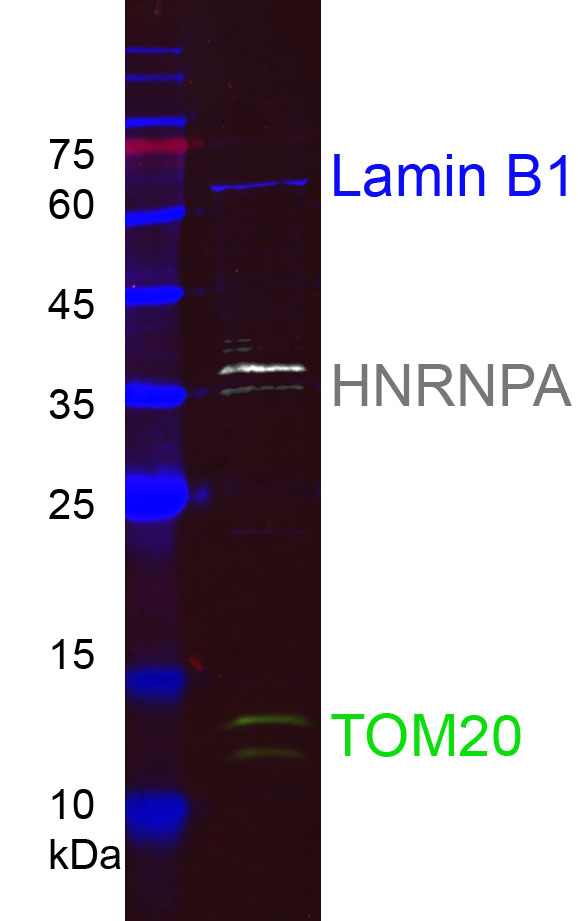 HEK-293 cell lysates were subjected to SDS-PAGE followed by multiplex western blot analysis with 3 mouse primary antibodies including anti-Lamin B1 (66095-1-Ig), anti-HNRNPA (67445-1-Ig), and anti-Tom20 (66777-1-Ig). Primary antibodies were detected using 3 mouse IgG subclass-specific nano-secondary reagents including Nano-Secondary® alpaca anti-mouse IgG1, recombinant VHH, CoraLite® Plus 647 (smsG1CL647-1, blue), Nano-Secondary® alpaca anti-mouse IgG2a, recombinant VHH, CoraLite® Plus 750 (smsG2aCL750-1, white), and Nano-Secondary® alpaca anti-mouse IgG2b, recombinant VHH, CoraLite® Plus 488 (smsG2bCL488-1, green).