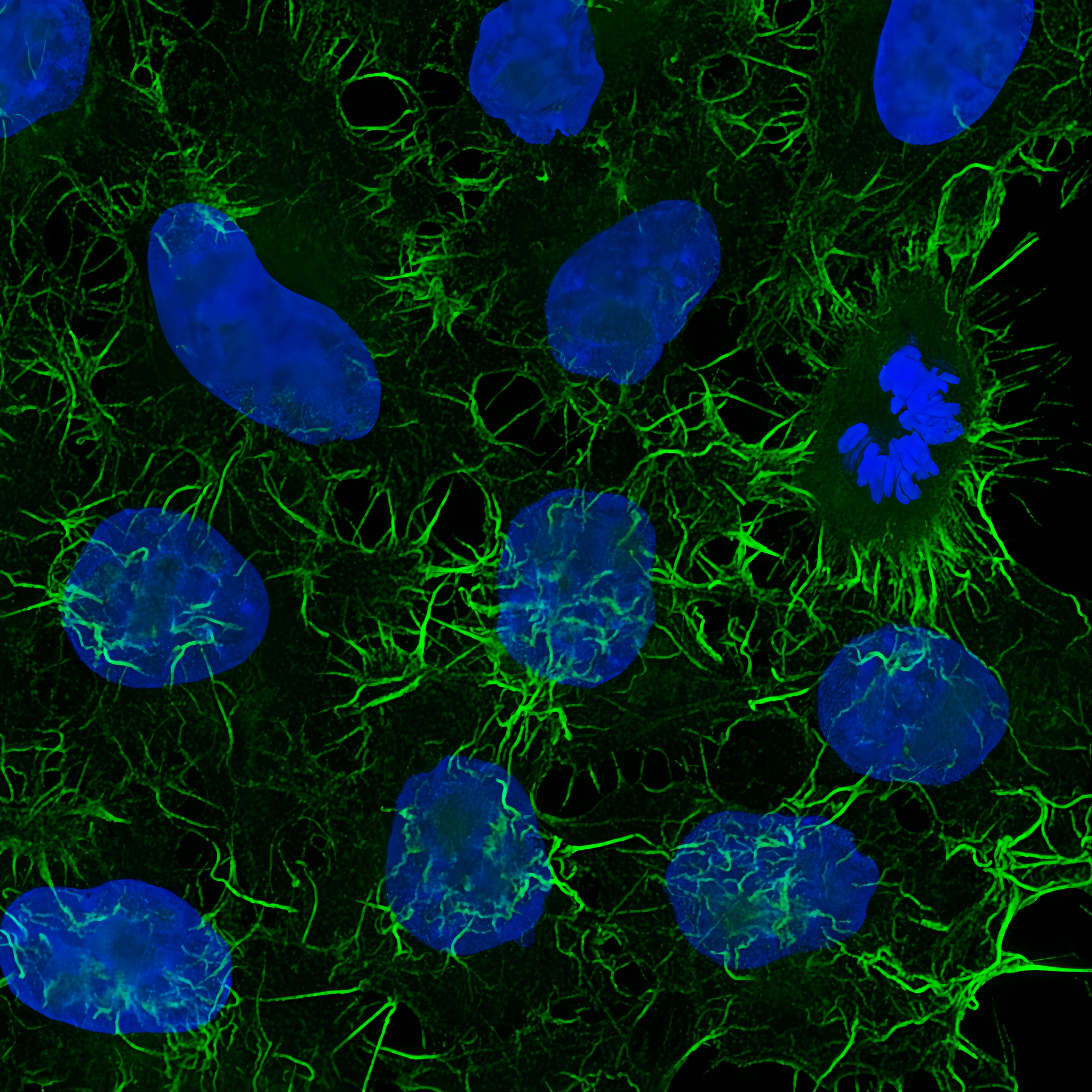 Immunofluorescence analysis of HeLa cells stained with mouse IgG2a anti-Actin antibody and Nano-Secondary® alpaca anti-mouse IgG2a, recombinant VHH, CoraLite® Plus 488 (green) Nuclei were stained with DAPI (blue). Images were recorded at the Core Facility Bioimaging at the Biomedical Center, LMU Munich.