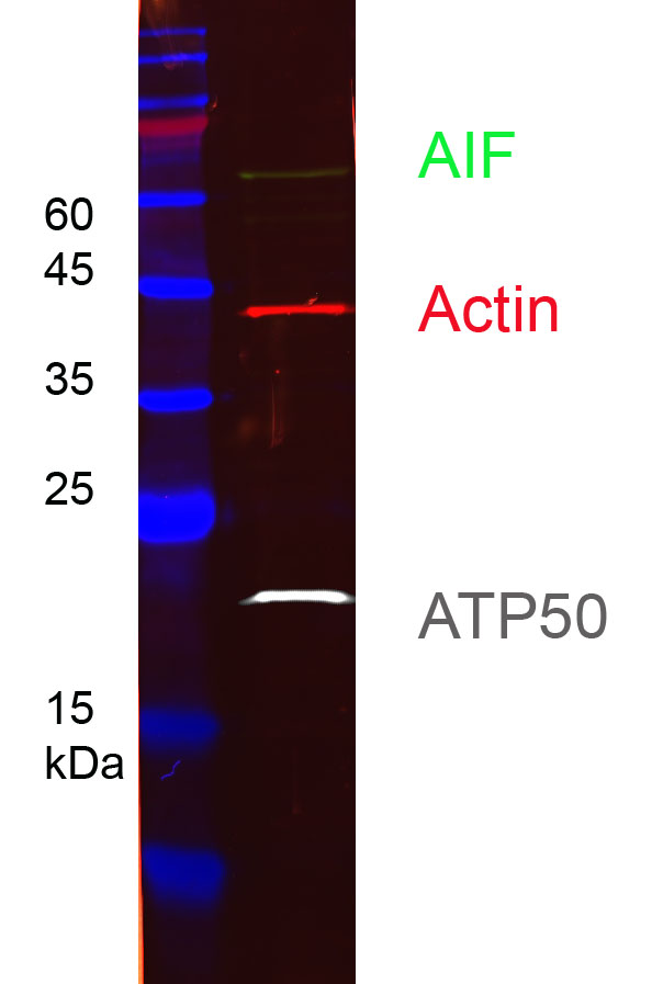 HEK-293 cell lysates were subjected to SDS-PAGE followed by multiplex western blot analysis with 3 mouse primary antibodies including anti-ATP50 (66696-1-Ig), anti-AIF (67791-1-Ig), and anti-actin (66009-1-Ig). Primary antibodies were detected using 3 mouse IgG subclass-specific nano-secondary reagents including Nano-Secondary® alpaca anti-mouse IgG1, recombinant VHH, CoraLite® Plus 750 (smsG1CL750-1, white), Nano-Secondary® alpaca anti-mouse IgG2a, recombinant VHH, CoraLite® Plus 488 (smsG2aCL488-1, green), and Nano-Secondary® alpaca anti-mouse IgG2b, recombinant VHH, CoraLite® Plus 555 (smsG2bCL555-1, red).