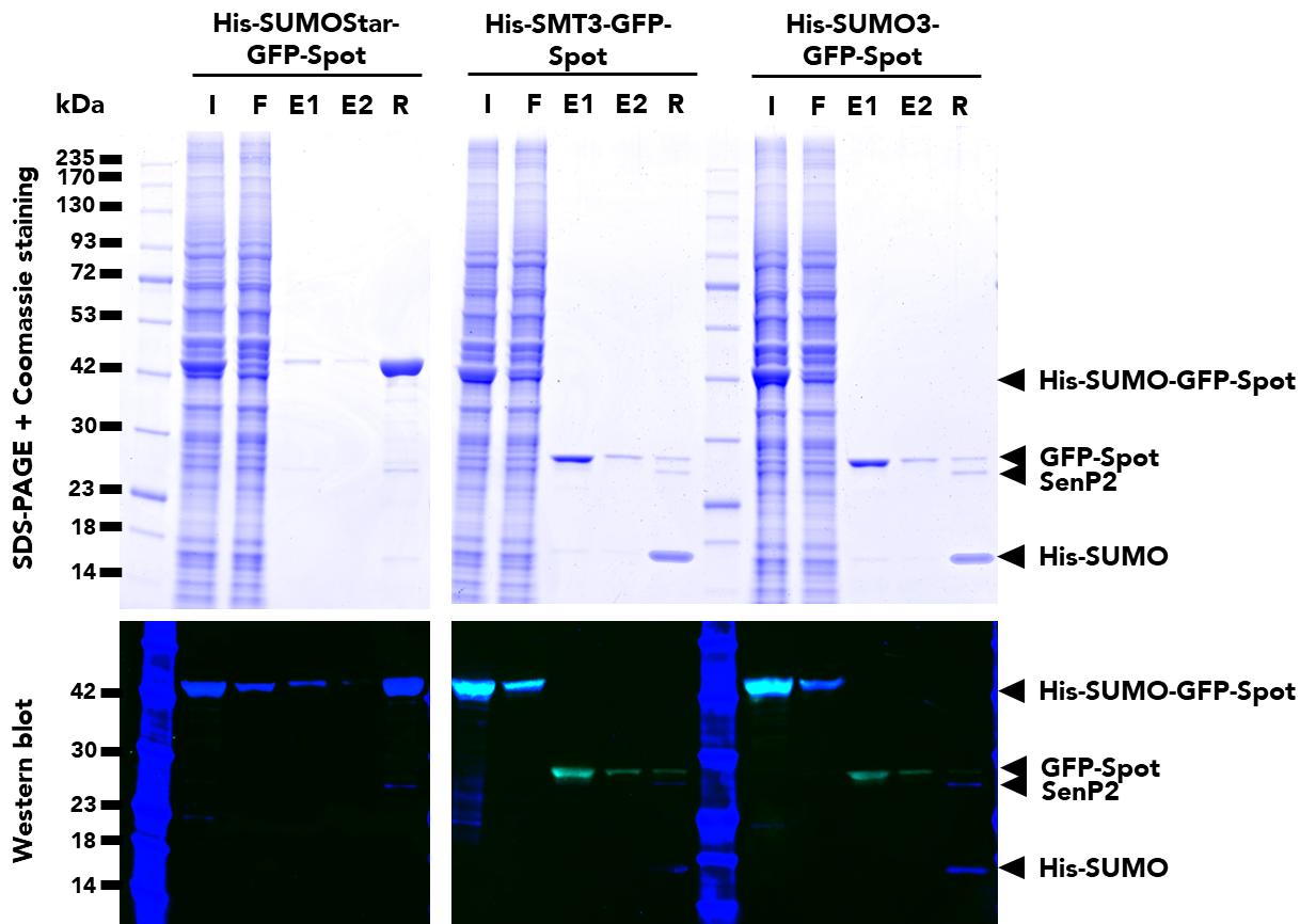 Immunoprecipitation of three different variants of SUMO-tagged, GFP fusion proteins from HEK293T cell lysates using SUMO-Tag-Trap Agarose (suta) followed by on-bead digest and elution with SenP2 protease. The majority of the cleaved protein is released after the 1st elution (E1), with the SenP2 and SUMO-tag remaining with beads in the residual (R) fraction. SUMOStar is resistant to SenP2 and was used as a control. For all three variants, Fluorescent WB analysis was also done on the Input (I), Flow-Through (FT), Bound (B), Elution 1 and 2 (E1 and E2) and Residual (R) fractions of the IP and digest using Coralite Plus 647-conjugated His-Tag Monoclonal Antibody (CL647-66005), and GFP Polyclonal Antibody (PABG1) labeled with FlexAble 2.0 CoraLite Plus 488 Antibody Labeling Kit for Rabbit IgG (KFA501).