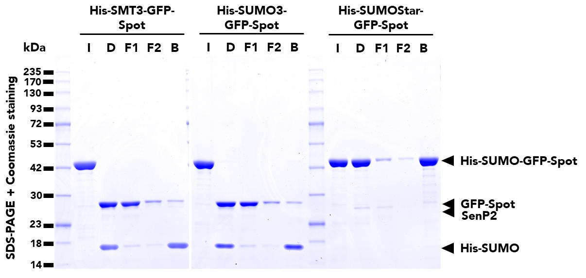 SUMO-Tag-Trap Agarose | Proteintech