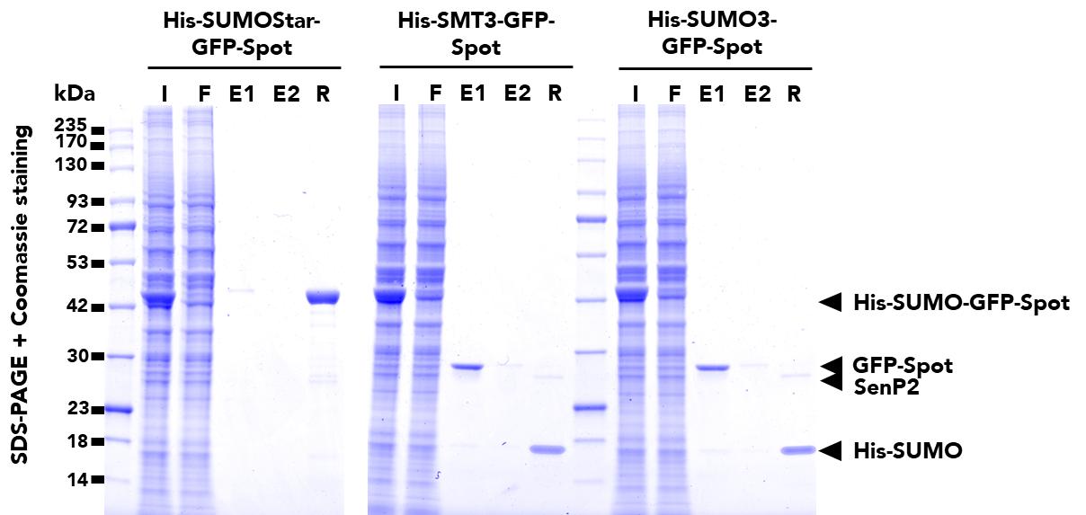 Immunoprecipitation of three different variants of SUMO-tagged, GFP fusion proteins from HEK293T cell lysates using SUMO-Tag-Trap Magnetic Agarose (sutma) followed by on-bead digest and elution with SenP2 protease. The majority of the cleaved protein is released after the 1st elution (E1), with the SenP2 and SUMO-tag remaining with beads in the residual (R) fraction. SUMOStar is resistant to SenP2 and was used as a control.