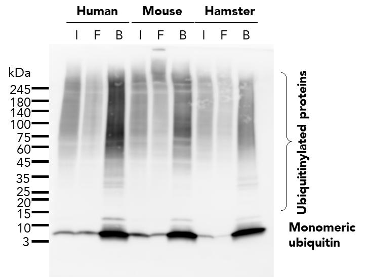 The ubiquitin-trap agarose (uta) was used to immunoprecipitate endogenous ubiquitin and ubiquitinylated proteins from human (HEK293T), mouse (C2C12), and hamster (CHO) cell lines treated with MG-132. For each IP, samples of the input lysate (I), non-bound flow-through (F), and bound (B) fractions were analyzed using western blot. Ubiquitin recombinant antibody (80992-1-RR) and HRP-conjugated Affinipure Goat Anti-Rabbit IgG (H+L) (SA00001-2) were used in the western blot analysis.