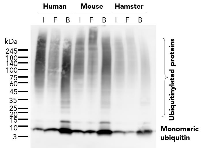 The ubiquitin-trap magnetic agarose (utma) was used to immunoprecipitate endogenous ubiquitin and ubiquitinylated proteins from human (HEK293T), mouse (C2C12), and hamster (CHO) cell lines treated with MG-132. For each IP, samples of the input lysate (I), non-bound flow-through (F), and bound (B) fractions were analyzed using western blot. Ubiquitin recombinant antibody (80992-1-RR) and HRP-conjugated Affinipure Goat Anti-Rabbit IgG (H+L) (SA00001-2) were used in the western blot analysis.