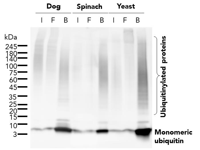 The ubiquitin-trap magnetic agarose (utma) was used to immunoprecipitate endogenous ubiquitin and ubiquitinylated proteins from dog (MDCK) cells, spinach (Spinacia oleracea), and baker's yeast (Saccharomyces cerevisiae) treated with MG-132. For each IP, samples of the input lysate (I), non-bound flow-through (F), and bound (B) fractions were analyzed using western blot. Ubiquitin recombinant antibody (80992-1-RR) and HRP-conjugated Affinipure Goat Anti-Rabbit IgG (H+L) (SA00001-2) were used in the western blot analysis.