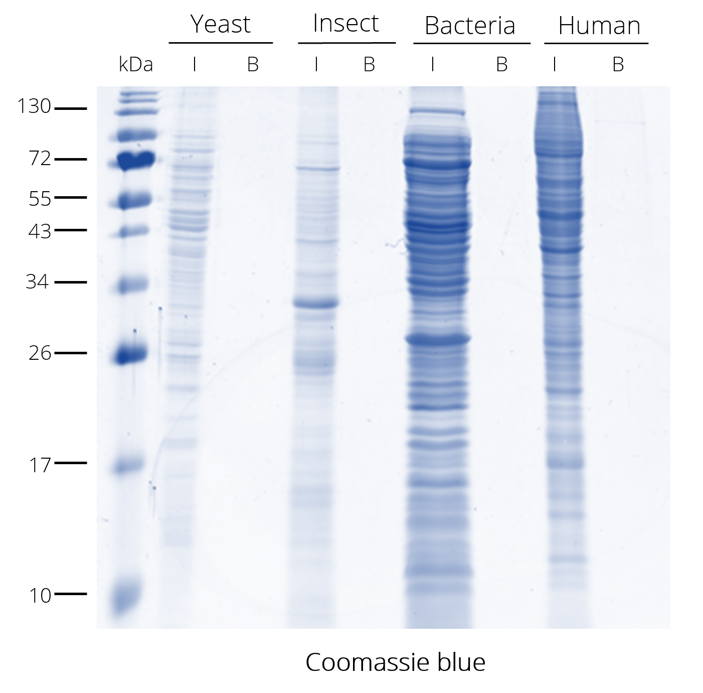 IP from different cell lysates without V5-tagged proteins => The V5-Trap® has very low background.