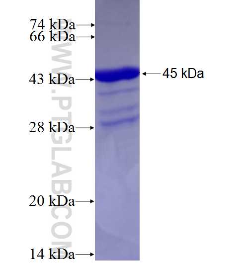 Rhox5 fusion protein Ag27493 SDS-PAGE