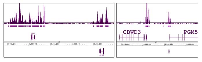 Ring1B antibody (mAb) tested by ChIP-chip. ChIP was performed using the ChIP-IT High Sensitivity Kit (Cat. No. 53040) with chromatin from 4.5 million human embryonic stem cells and 4 ul of antibody. ChIP DNA was amplified by WGA, labeled and hybridized to a human tiling array. The two images show regions of strong binding on chromosomes 2 and 9.