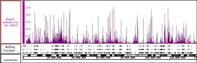 Ring1B antibody (mAb) tested by ChIP-Seq. ChIP was performed using Ring1B antibody with 30 ug chromatin from the wild-type mouse ESC and 4 ug of antibody. ChIP DNA was sequenced on the Illumina HiSeq and 19.5 million sequence tags were mapped to identify Ring1B binding sites. The image shows binding across a region of chromosome 2.