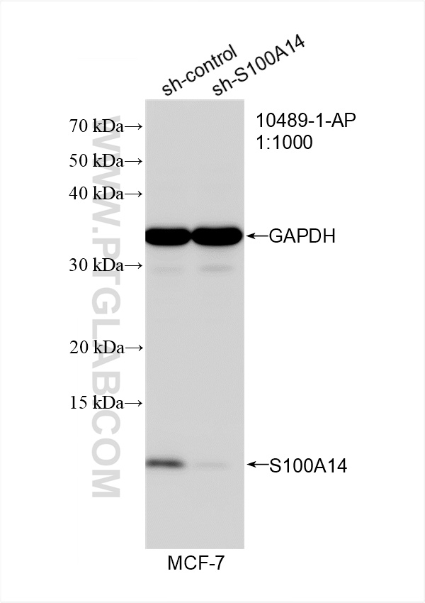 Western Blot (WB) analysis of MCF-7 cells using S100A14 Polyclonal antibody (10489-1-AP)