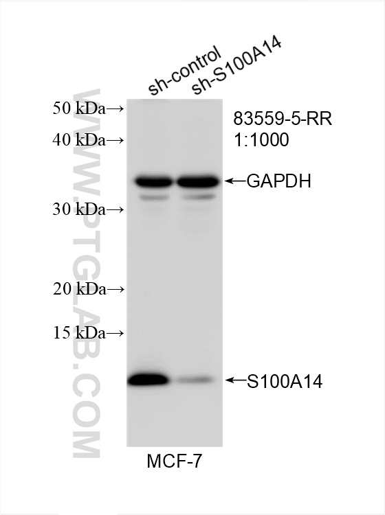 Western Blot (WB) analysis of MCF-7 cells using S100A14 Recombinant antibody (83559-5-RR)