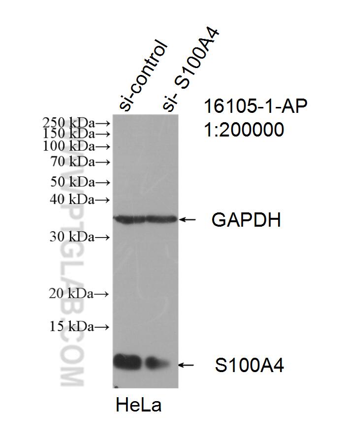 Western Blot (WB) analysis of HeLa cells using S100A4 Polyclonal antibody (16105-1-AP)