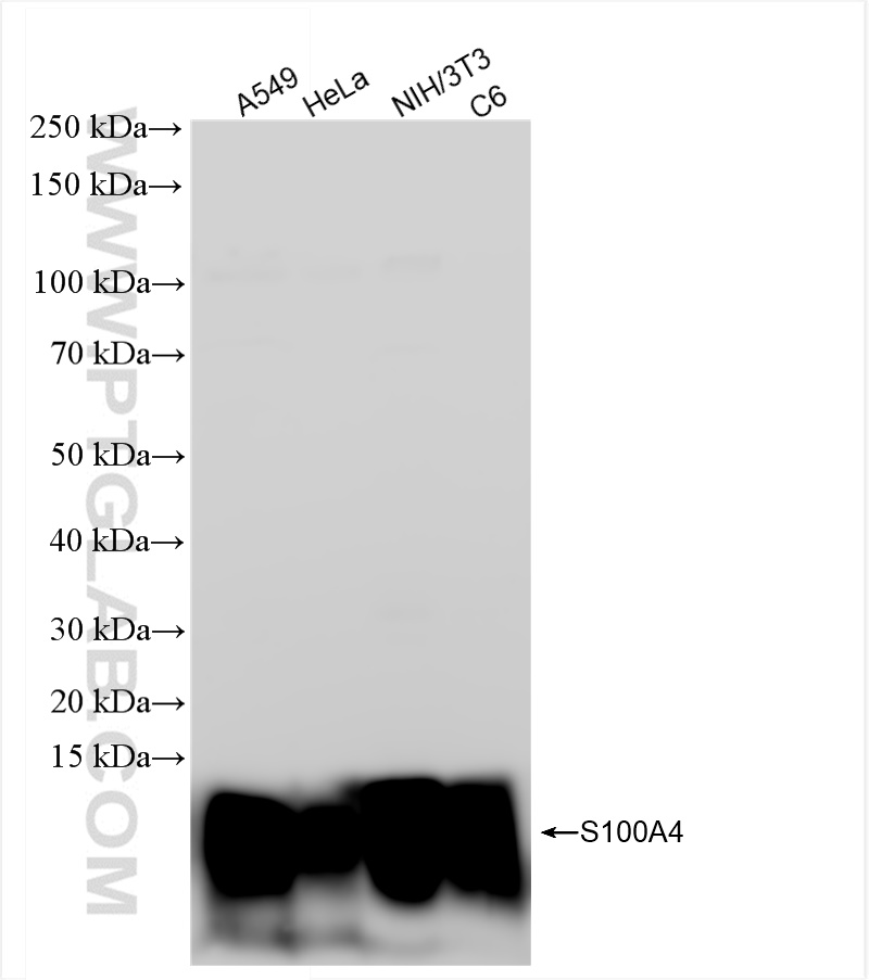 Western Blot (WB) analysis of various lysates using S100A4 Recombinant antibody (84221-1-RR)