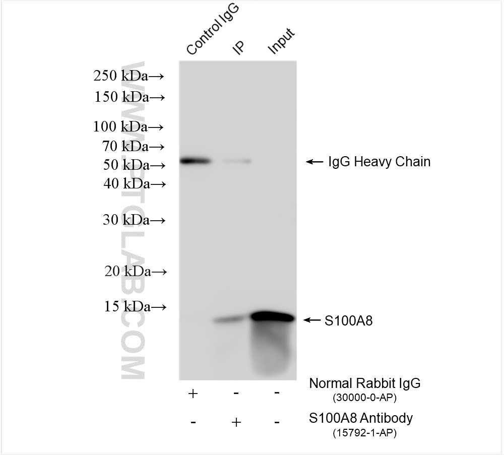 Immunoprecipitation (IP) experiment of MCF-7 cells using S100A8 Polyclonal antibody (15792-1-AP)