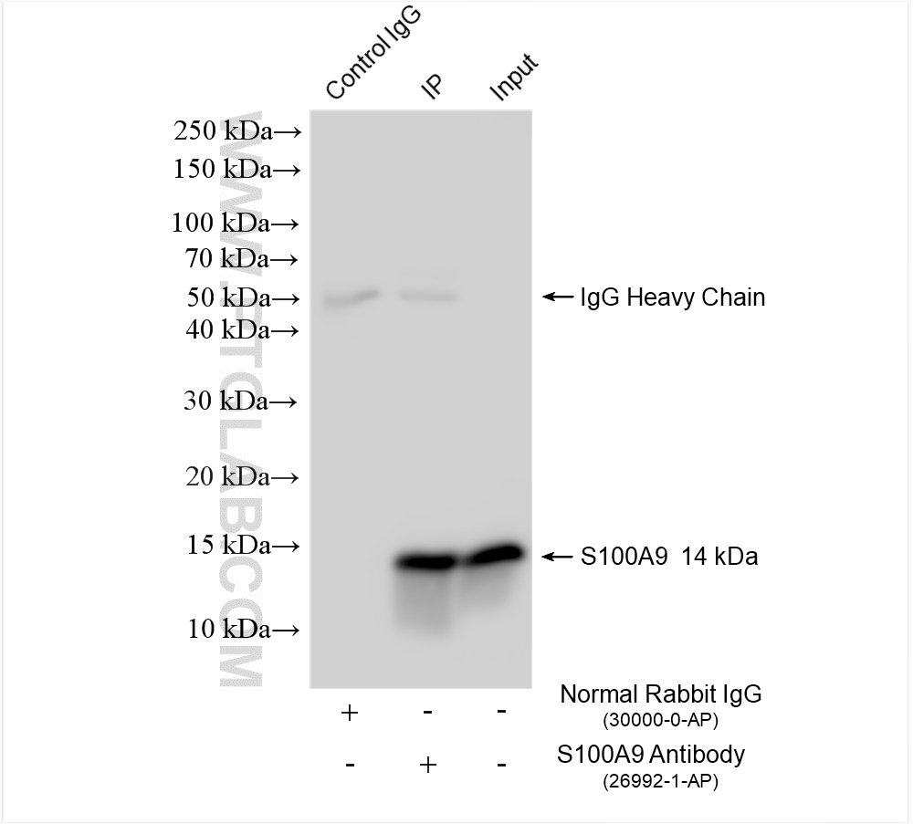 Immunoprecipitation (IP) experiment of MCF-7 cells using S100A9 Polyclonal antibody (26992-1-AP)